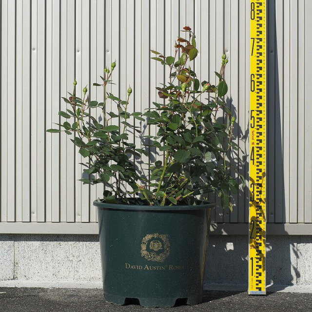 オリビア ローズ オースチン 大輪 返り咲き