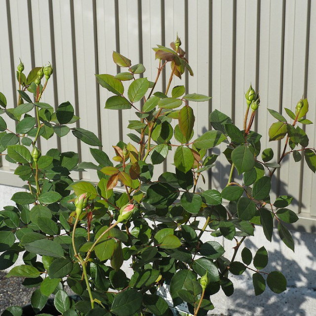 オリビア ローズ オースチン 大輪 返り咲き