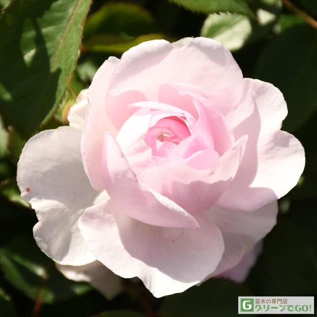 バラ 苗 イングリッシュローズ 【オリビア ローズ オースチン 大輪