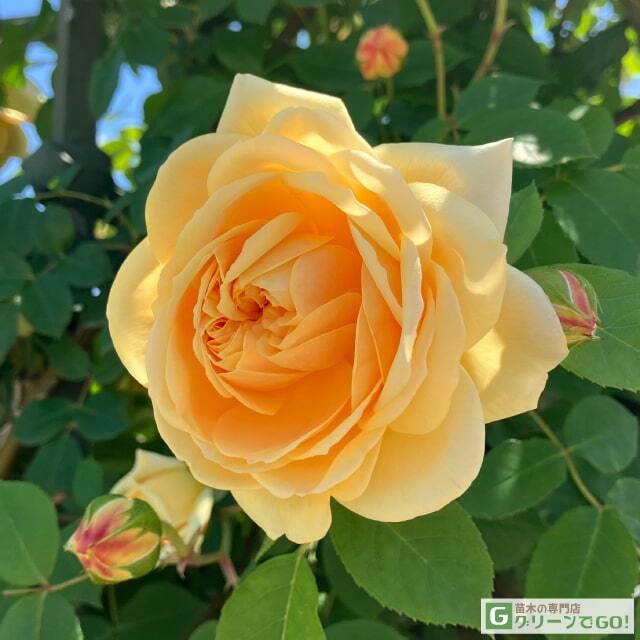 バラ 苗 イングリッシュローズ  【ティージング ジョージア 中輪 四季咲き】 3年生 接ぎ木 大苗 (長尺苗)