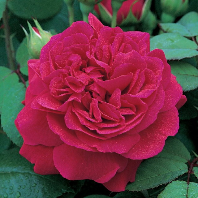 テスオブザダーバービルズ 非常に返り咲く