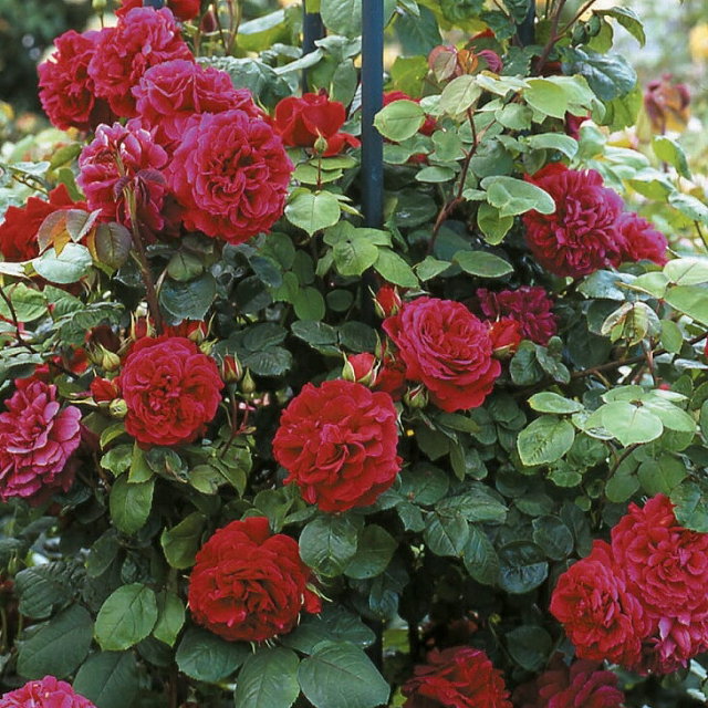 テスオブザダーバービルズ 非常に返り咲く