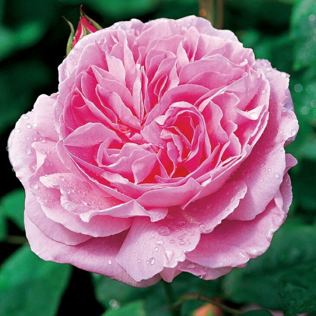 メアリーローズ 返り咲く