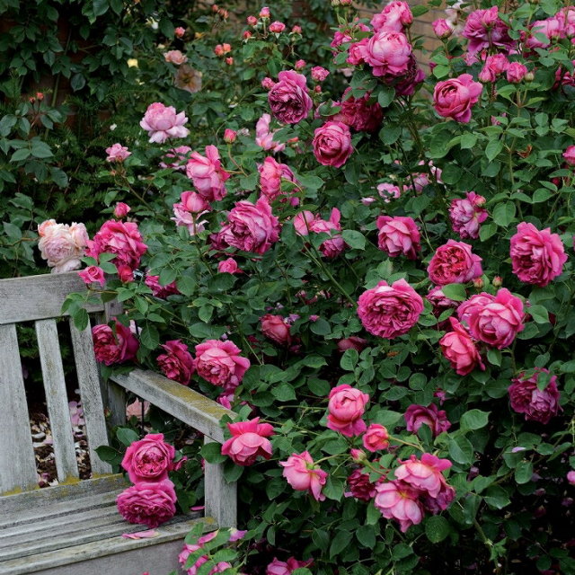 レディオブメギンチ 非常に返り咲く