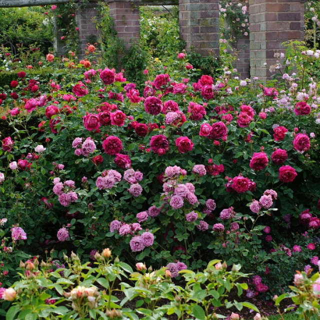 レディオブメギンチ 非常に返り咲く