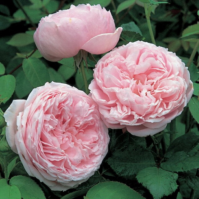 スピリットオブフリーダム 非常に返り咲く