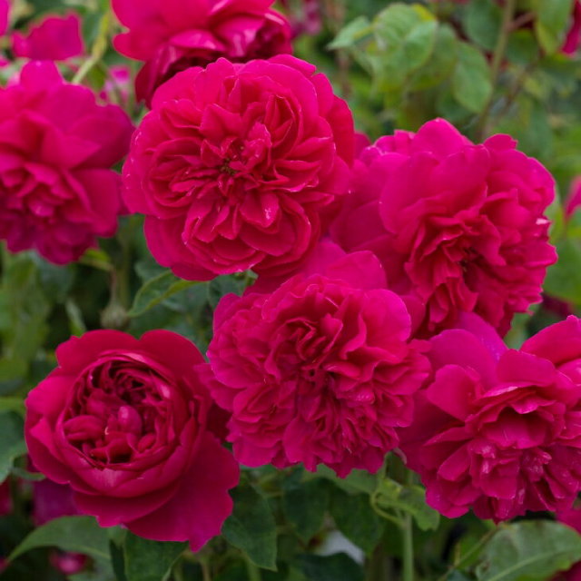 トーマスエイベケット 返り咲く