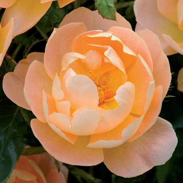 ザ ラーク アセンディング