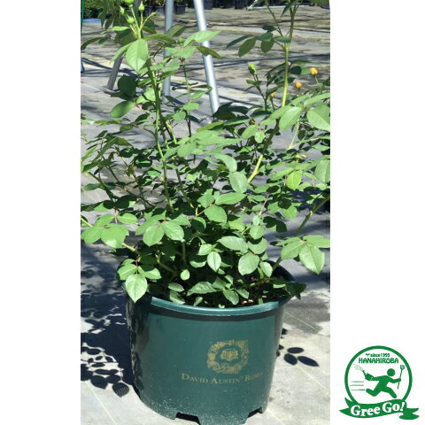 オリビア ローズ オースチン 大輪 返り咲き