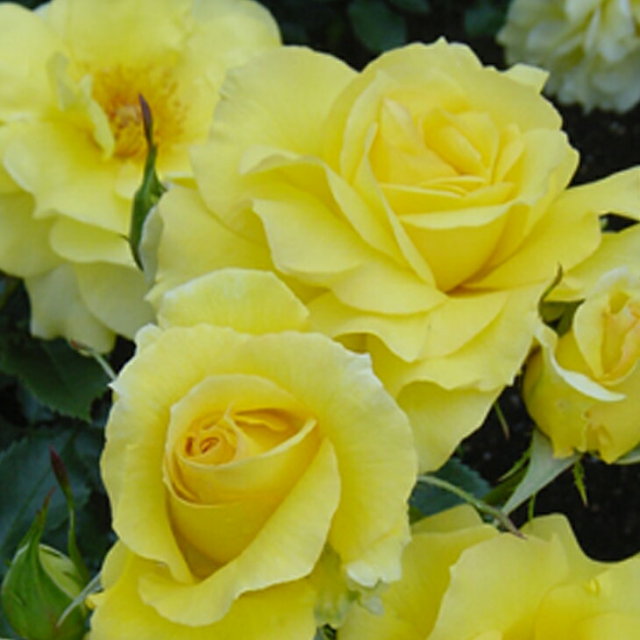 バラ 苗 つるバラ エバーゴールド Cl 返り咲き 3年生 接ぎ木特大苗 長尺苗