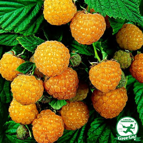 ラズベリーetc 苗木の専門店 グリーンでｇｏ