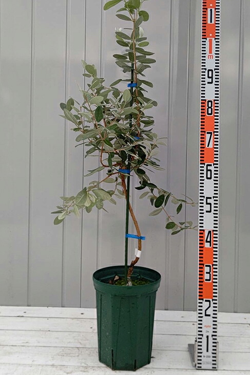 フェイジョア 苗 【アポロスペシャル】 2年生 接ぎ木苗