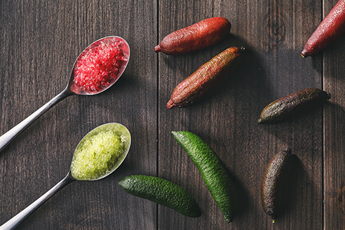 フィンガーライム 苗 【コレット】 1年生 接ぎ木苗