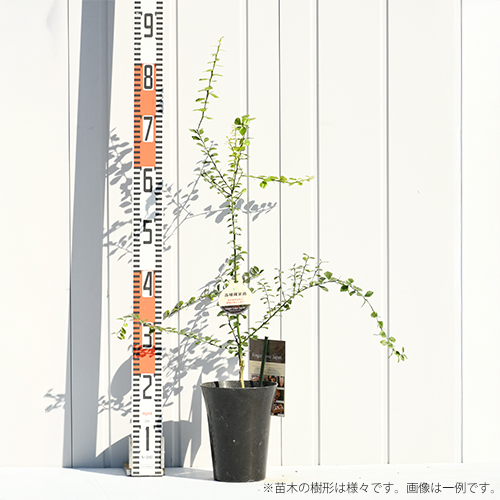 フィンガーライム苗