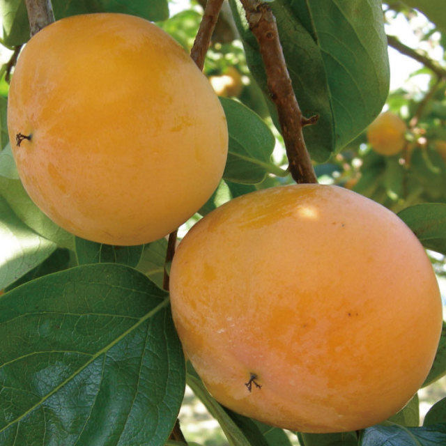 最高級、甘柿の苗木と、季節の種苗セット+選べる粗をプレゼント。