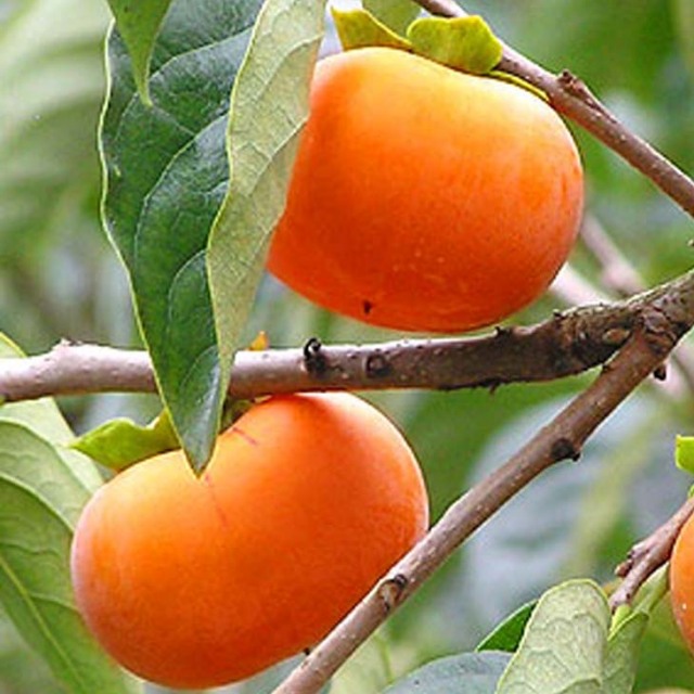 完全甘柿 選抜大実富有 ふゆうがき