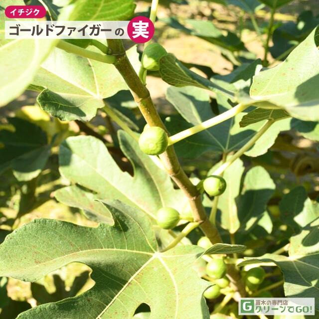 イチジク 苗 【ゴールドファイガー】 1年生 挿し木 ポット苗