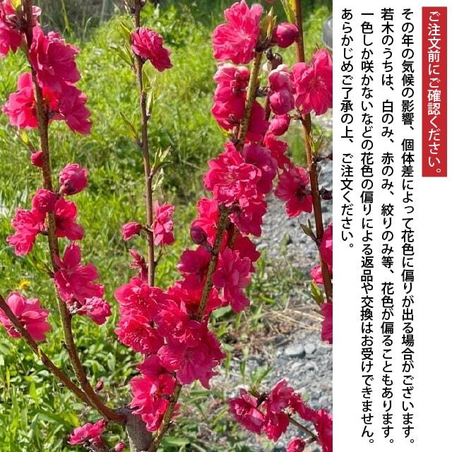 花桃 苗 【源平桃 （げんぺいもも）】 3年生 接ぎ木 大苗