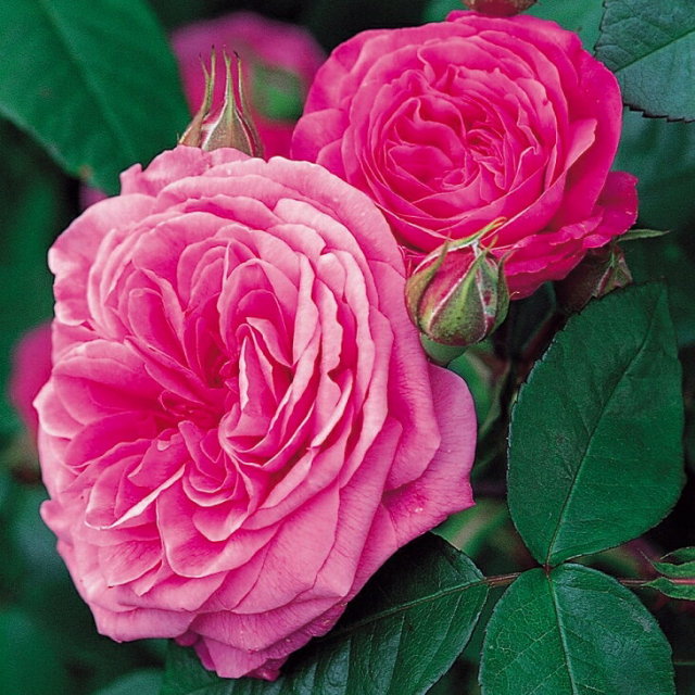 ガートルード ジェキル 大輪 返り咲き