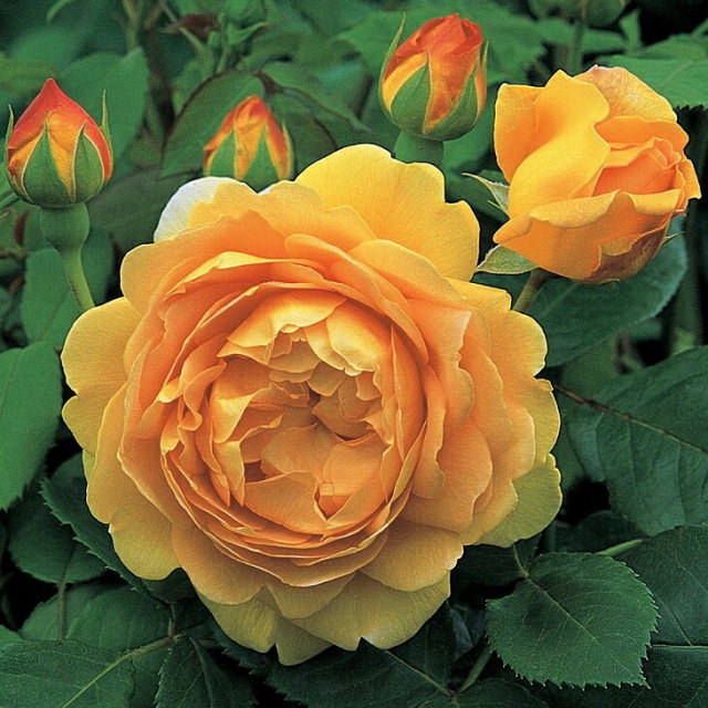 ゴールデンセレブレーション 大輪 四季咲き