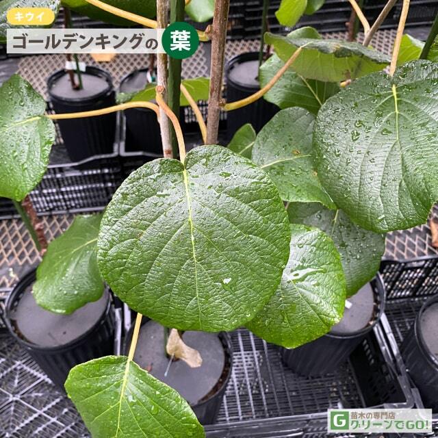 キウイ苗木ゴールテンキングメス2本オス1(早雄)花蕾付き3本セット4/13 キウイ 苗木 【メス ゴールデンキング】 3年生 接ぎ木 約1.1m 大苗