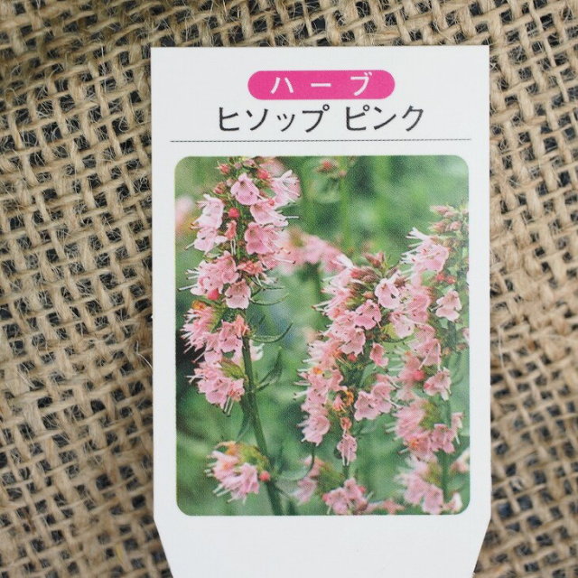 ハーブ 苗 セット ヒソップ ピンク 3号ポット苗 5株セット