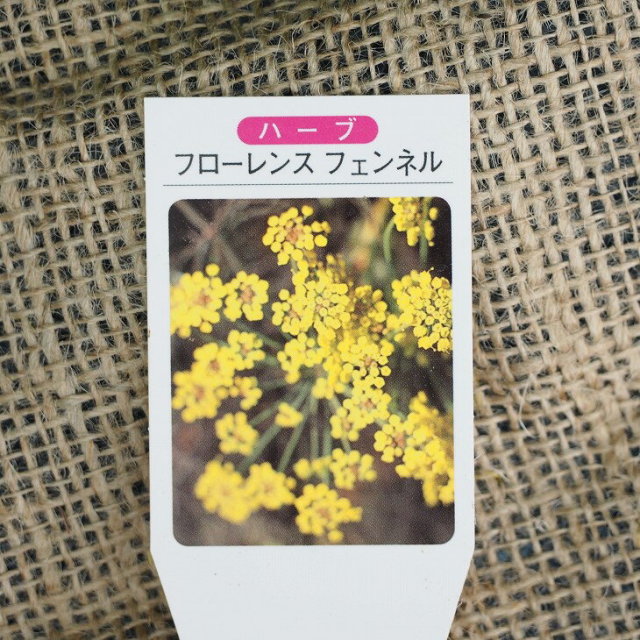 ハーブ 苗 セット フェンネル フローレンス 3号ポット苗 5株セット