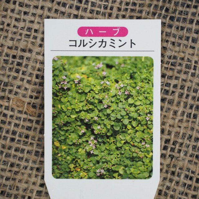 ミント 苗 コルシカミント 3号ポット苗 5株セット