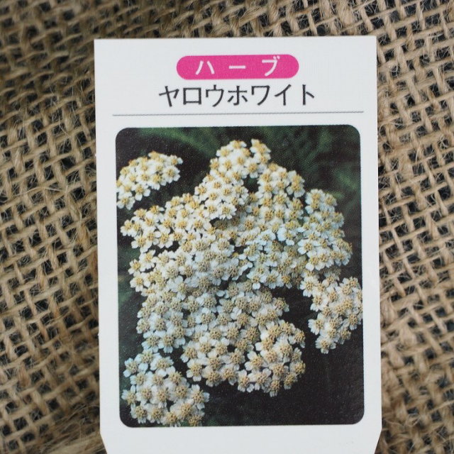 ハーブ 苗 セット ヤロウ ホワイト 3号ポット苗 5株セット