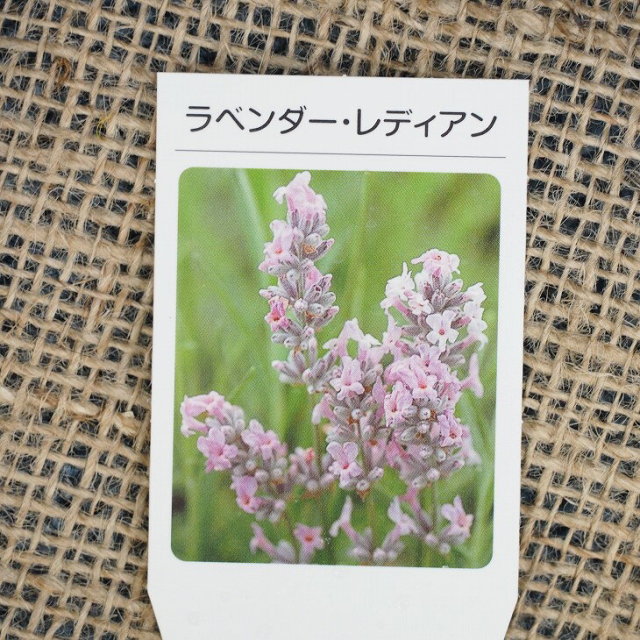 brise様★大容量3本　真正ラベンダー花　ティーツリー　レモン　各100ml 楽天市場】レモンティーツリー メラレウカの通販