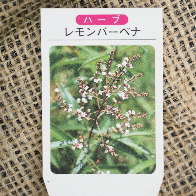 レモンバーベナ 苗 レモンバーベナ 3号ポット苗 5株セット