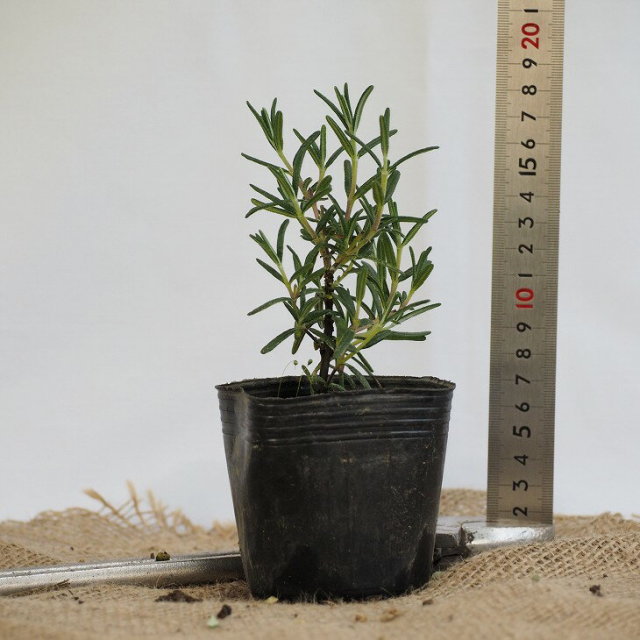 ローズマリー スプレー 3号ポット苗 アップライト ハーブ苗 割引発見 アップライト