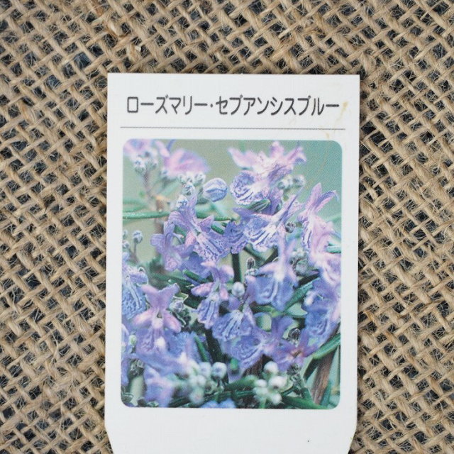 ローズマリー 苗 セブアンシスブルー 3号ポット苗 5株セット