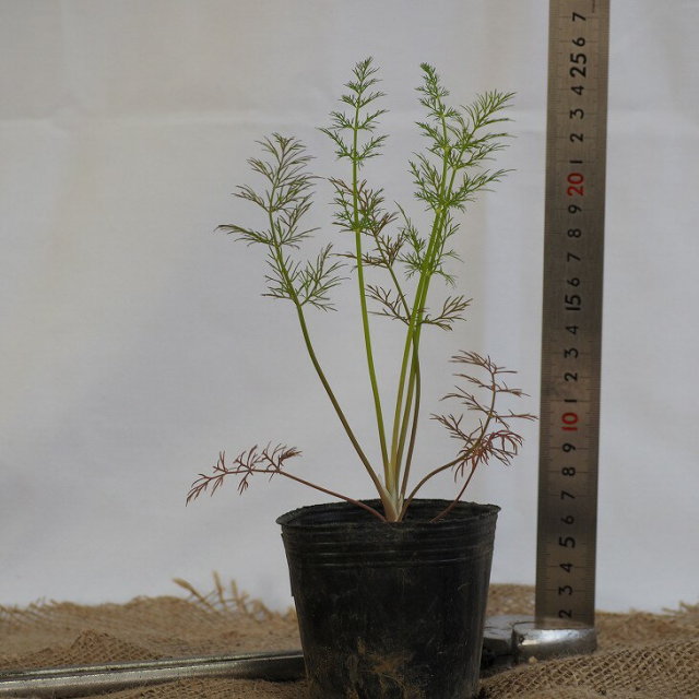 ハーブ 苗 セット ディル 3号ポット苗 5株セット