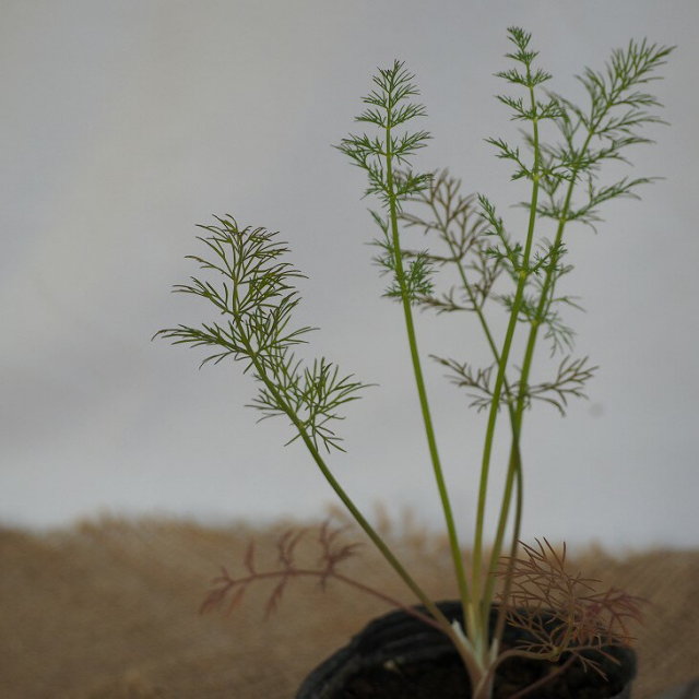 ハーブ 苗 セット ディル 3号ポット苗 5株セット