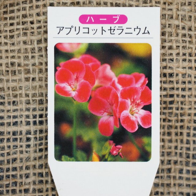 ぷく様　ゼラニウム苗 7品種 bg-001-2p_4.jpg