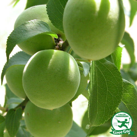 花香実 はなかみ