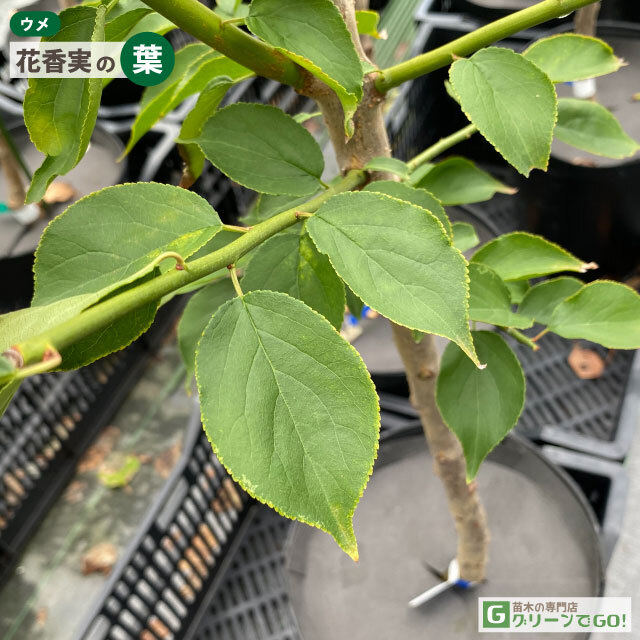 梅 苗木 【花香実 (はなかみ)】 1年生 接ぎ木 ポット苗