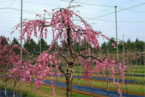 ひなまつり桃の節句 花桃 照手紅 苗木 ひなまつり桃の節句 花桃 照手紅 苗木
