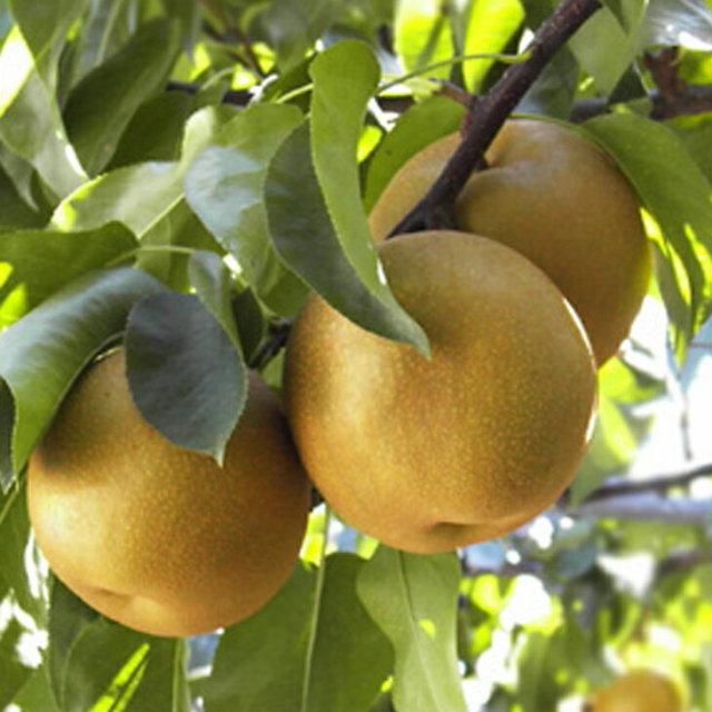 梨 苗木 【豊水 （ほうすい）】 3年生 接ぎ木 約1.1m 大苗