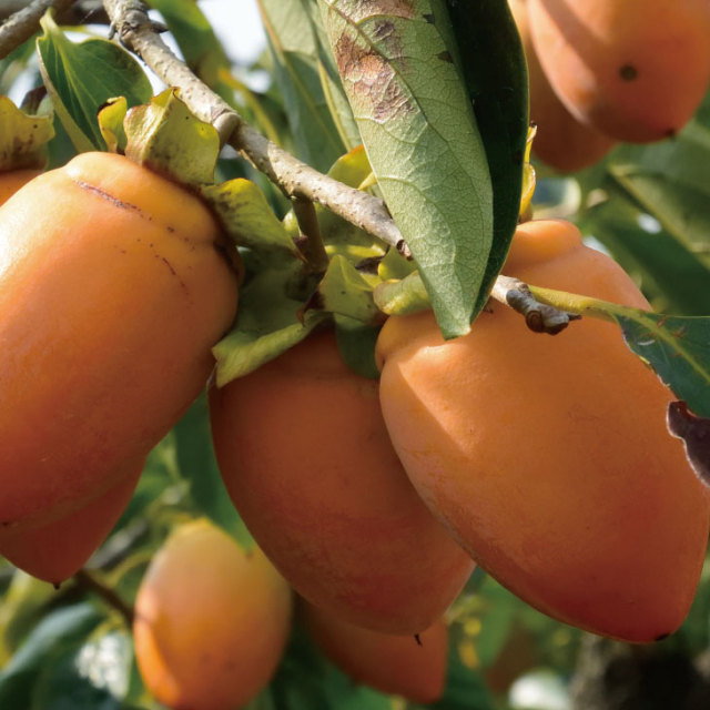 不完全甘柿 筆柿 珍宝柿