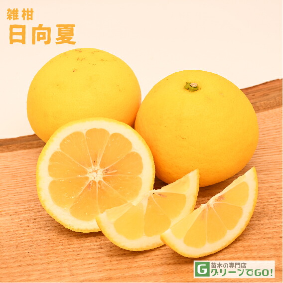 みかん 日向夏（ひゅうがなつ） ニューサマーオレンジ 接木苗木 果樹苗約100㌢ オレンジ 苗木 【日向夏 （ひゅうがなつ）】 3年生 接ぎ木 約1.0m 大苗