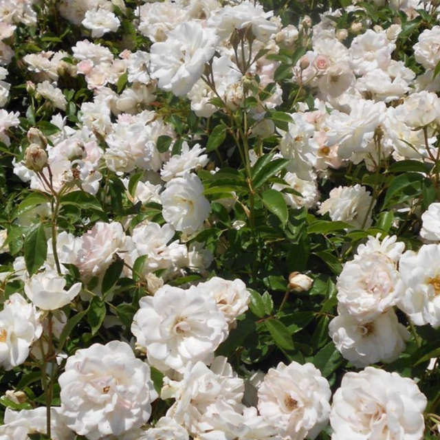 バラ苗 つるアイスバーグ Cl つるバラ 一季咲き 1年生接木苗