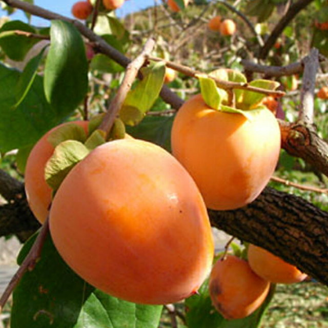 柿 苗木 【渋柿 選抜市田柿】 3年生 接ぎ木 約1.1m 大苗