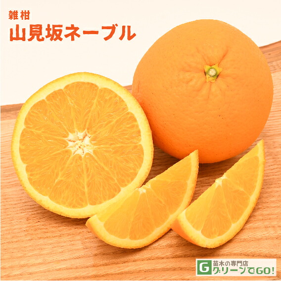 オレンジ 苗木 【山見坂ネーブル】 3年生 接ぎ木 大苗