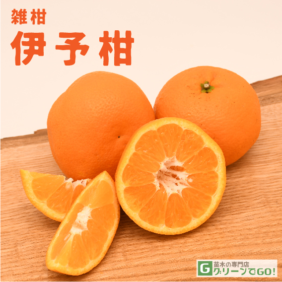 ■優良2年生大苗■ オレンジ 苗木 【伊予柑 （いよかん）】 2年生大苗 接ぎ木
