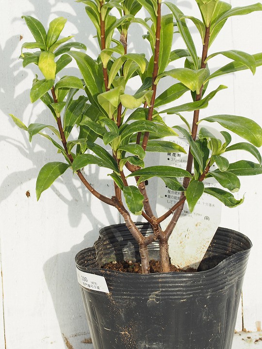 沈丁花 苗 ジンチョウゲ 白 ポット苗