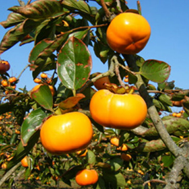 柿の苗木 甘柿 次郎柿 大型170cm❗10号 実なり 地植え 鉢植え 柿の苗木