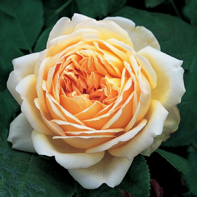 ジュード ジ オブスキュア 大輪 四季咲き