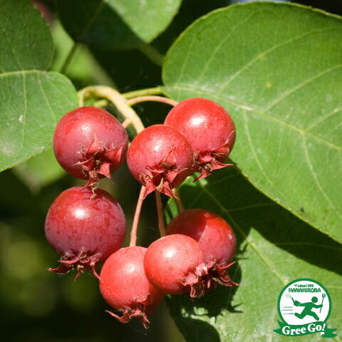 ロビンヒル 淡ピンク花